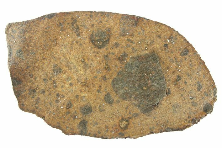 Cut Chondrite Meteorite ( g) Section - Unclassified NWA #265883